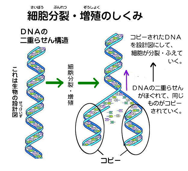 放射線は身体に悪いの